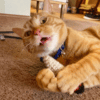 Catnip Joint or Cigar - Image 3