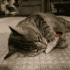 ruma catnip joint