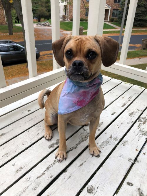 Bubbles Quality assurance puggle
